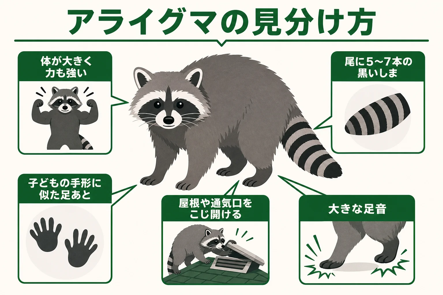 アライグマの見分け方として尾のしま模様・子どもの手形に似た足あと・通気口のこじ開けをまとめた図解